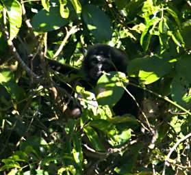 Danum Gibbon Kid