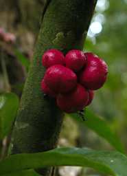 Danum Tree Fruit