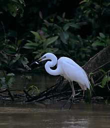 Kinabatangan Bird Great Egret