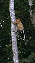 Probiscis Monkey With Child