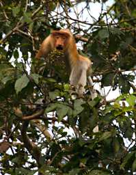 Kinabatangan Proboscis Monkeys
