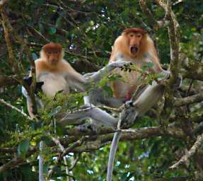 Kinabatangan Proboscis Monkeys