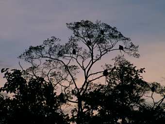 Kinabatangan Long Tailed Macaques Sunset