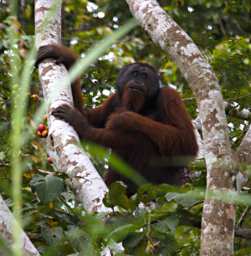 Kinabatangan Orangutan
