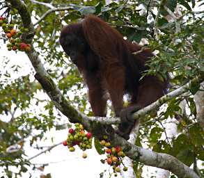Kinabatangan Orangutan