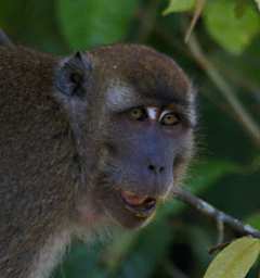 Kinabatangan Long Tailed Macaque