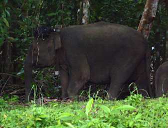 Kinabatangan Pygmy Elephants