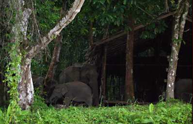 Kinabatangan Pygmy Elephants