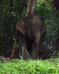 Kinabatangan Pygmy Elephants