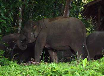 Kinabatangan Pygmy Elephants