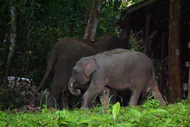 Kinabatangan Pygmy Elephants