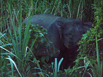 Kinabatangan Pygmy Elephant