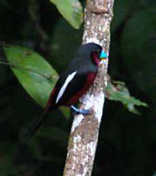Kinabatangan Bird Black And Red Broadbill