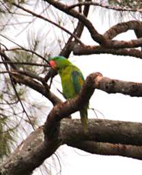 KK Bird Blue Naped Parrot