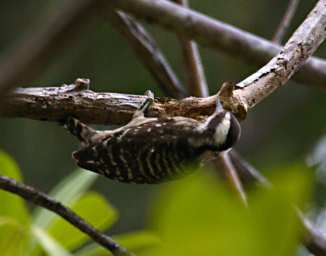KK Bird Sunda Pygmy Woodpecker