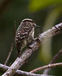 KK Bird Sunda Pygmy Woodpecker