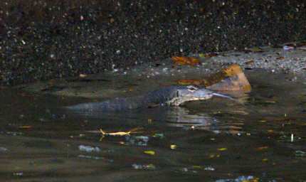 KK Monitor Lizard