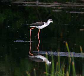 Black Winged Stilt
