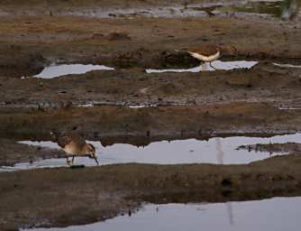Common Sandpiper