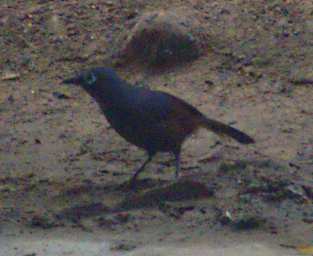 Sunda Laughingthrush