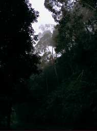 Trees Mist