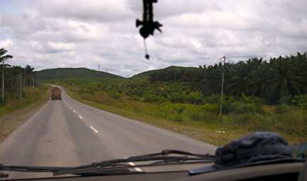 Sepilok Drive Oil Palm