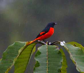 Sepilok Bird Scarlet Minivet