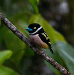 Sepilok Bird Black And Yellow Broadbill
