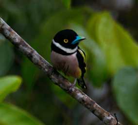 Sepilok Bird Black And Yellow Broadbill