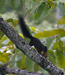 Sepilok Squirrel
