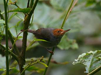 Sepilok Bird Rufous Tailed Tailorbird