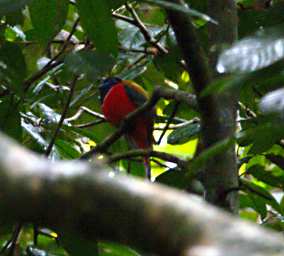 Sepilok Bird Red Naped Trogon