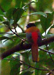 Sepilok Bird Scarlet Rumped Trogon