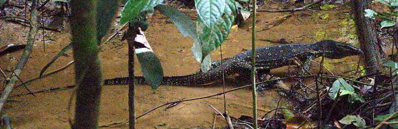 Sepilok Monitor Lizard