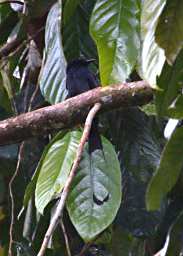 Sepilok Bird Greater Racket Tailed Drongo