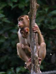 Sepilok Pig Tailed Macaque Mom And Kid