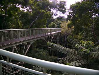 Sepilok Tower Walkway