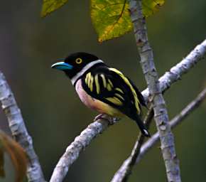 Sepilok Bird Black And Yellow Broadbill