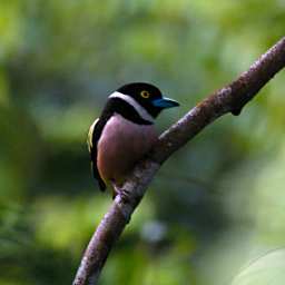 Sepilok Bird Black And Yellow Broadbill