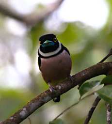 Sepilok Bird Black And Yellow Broadbill