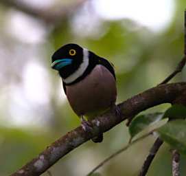 Sepilok Bird Black And Yellow Broadbill