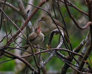 Sepilok Bird Red Eyed Bulbul WBaby
