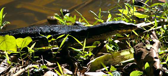 Sepilok Monitor Lizard