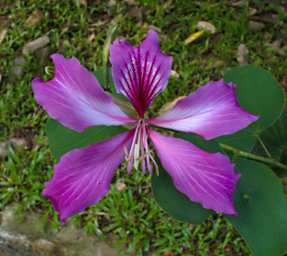 Sepilok Flower Xxx Magenta