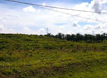 Tabin Oil Palm