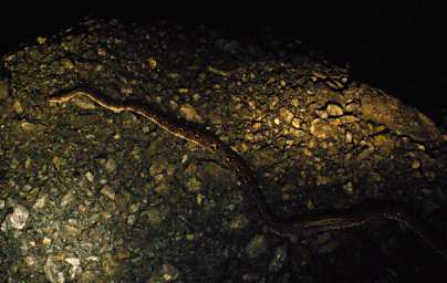 Tabin Reticulated Python
