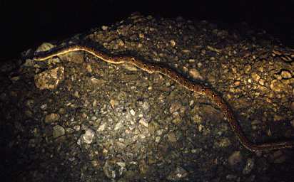 Tabin Reticulated Python