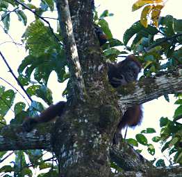 Tabin Orangutan