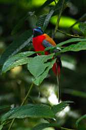 Tabin Bird Scarlet Rumped Trogon