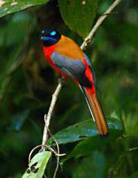 Tabin Bird Scarlet Rumped Trogon